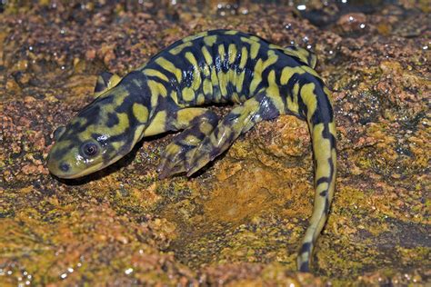 Western Tiger Salamander Blotched Barred Scott Shupe