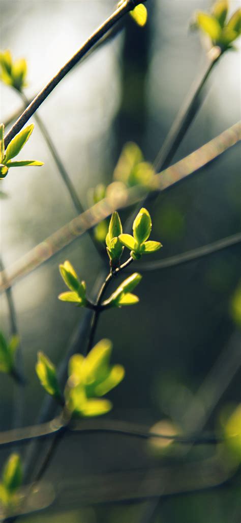 Apple Iphone Wallpaper Nb27 Spring Leave Green Nature