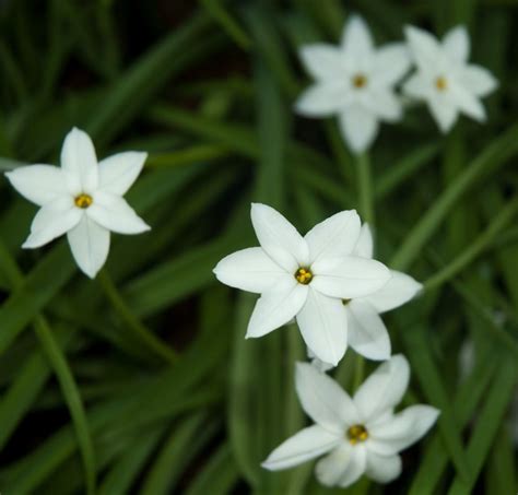 Ipheion Uniflorum White Star Plants Beautiful Flowers Pictures