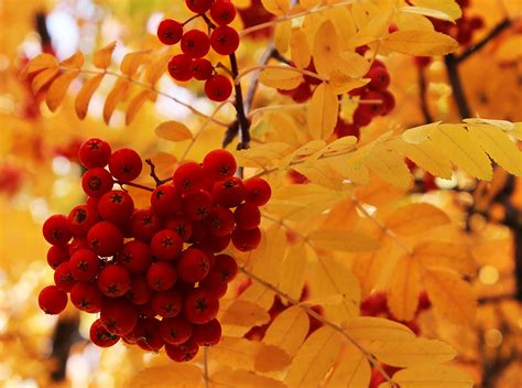 Free Images Tree Branch Leaf Flower Petal Food Red Produce