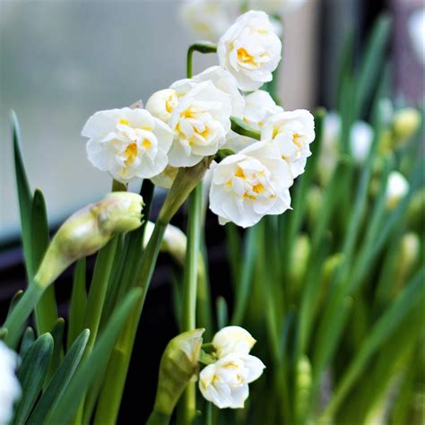 Narcissus Erlicheer Easy To Grow Bulbs