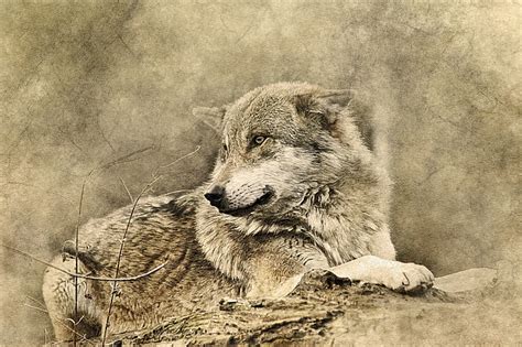 Hd Wallpaper Brown Wolf Painting Art Predator Carnivore Animal