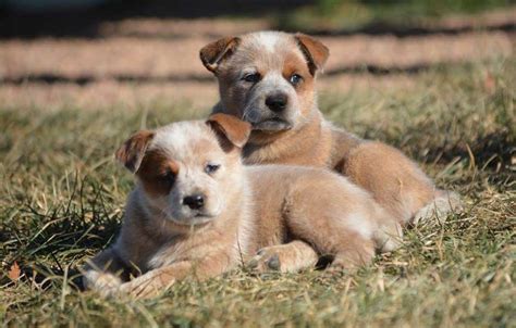 Australian Cattle Dogs Puppies For Sale Ph