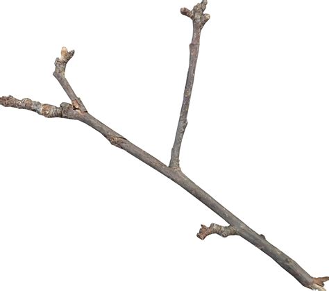 Twig Download Icon Diagonal Y Shaped Twigs Png Download 27092400