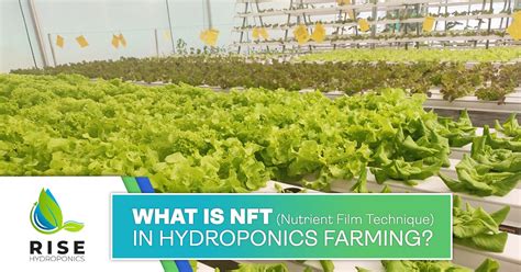 What Is Nft System Nutrient Film Technique In Hydroponics Farming