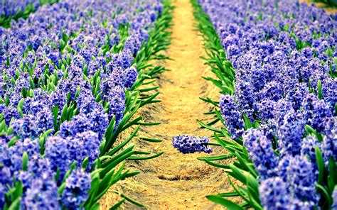 Hyacinth Full Hd Wallpaper And Background Image