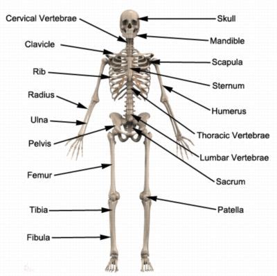 Bones Of The Human Body Anatomy PhysioAdvisor Human Body Anatomy