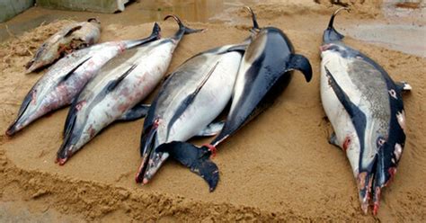 Record Number Of Dolphin Deaths In The Bay Of Biscay