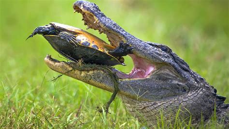 American Alligator Eating Turtle