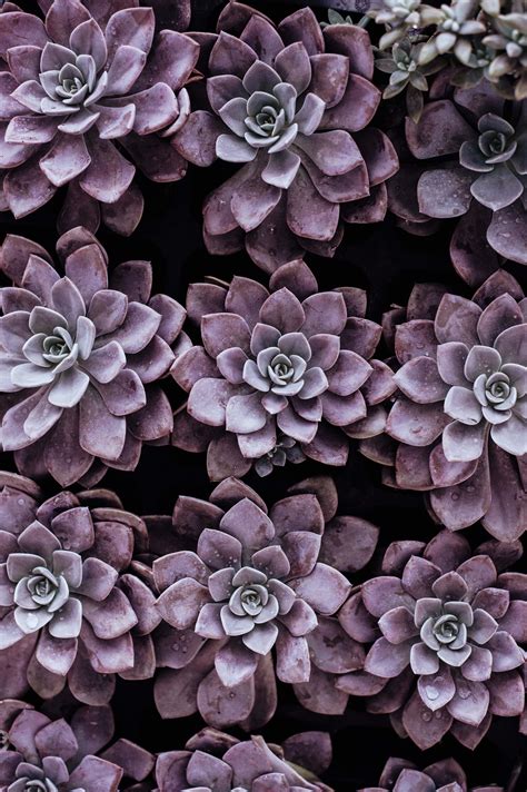 Nature Purple Succulent Plants Flower Image Free Photo