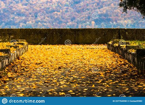 Beautiful Autumn Path On A Sunny Day Autumn Season With Fallen Leaves