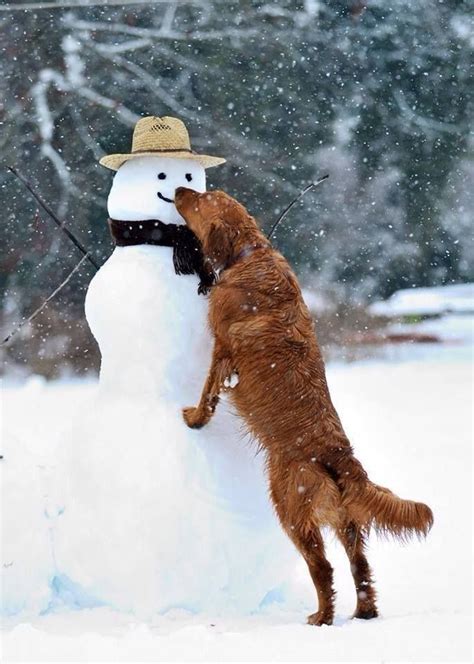 Pin By Lady J On Postcards From A Winters Day Christmas Dog Dog