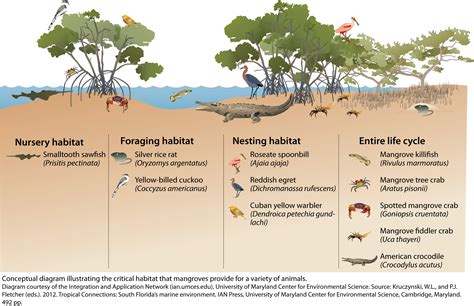 Mangrove Tree Diagram