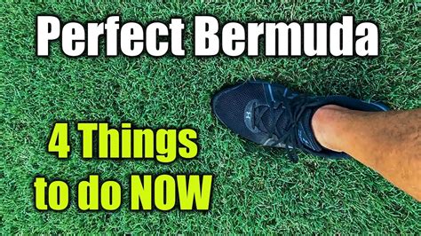 Improve Bermuda Grass Lawn Health And Thickness Youtube
