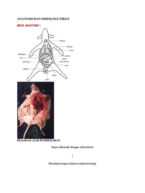 Anatomi Dan Fisiologi Tikus