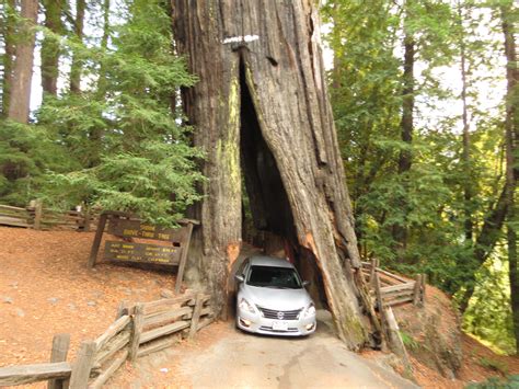 Drive Thru Redwood Tree Redwood Plants