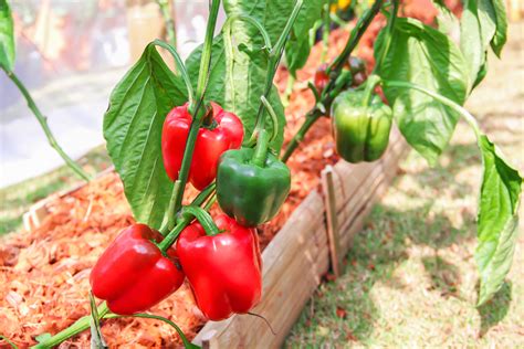 Planting Bell Peppers In The Ground Or In Raised Beds Food Gardening