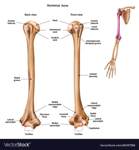 Muscle Attachment Of Humerus And Radioulnar Joints Rxharun