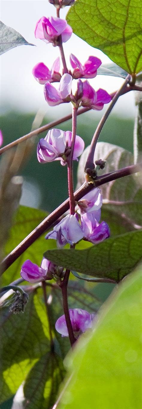 Summer late summer or early fall. Garden Bloggers Bloom Day June 2010 | Garden bloggers ...