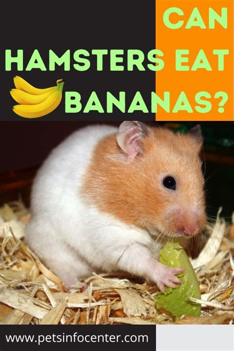 In particular, we are interested in their water, acidic source google. Can Hamsters Eat Bananas? - Pets Info Center