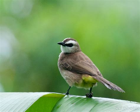 Zul Ya Birds Of Peninsular Malaysia Yellow Vented Bulbul