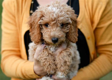 Our puppies range in color from light golden to dark red with mini irish free coloring pages doodle art alley picture kawaii doodle coloring. English Mini Goldendoodles - The Teddy Bear Breed - Doodle ...