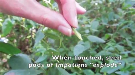 Exploding Seeds Of Impatiens Youtube