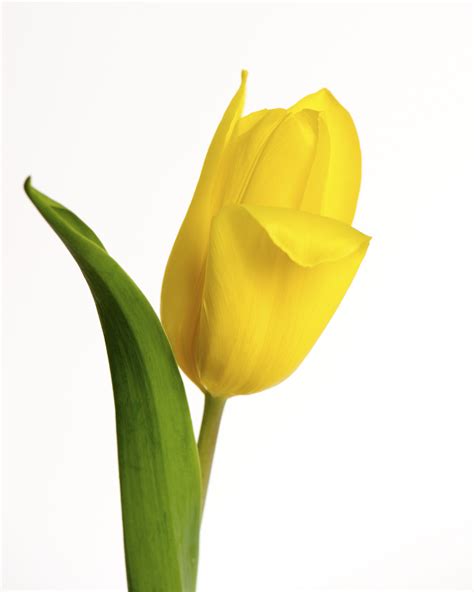 Single Yellow Tulip With White Background Copyright Nancy Kirkpatrick