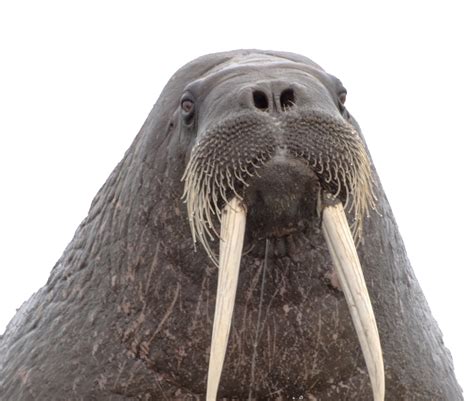 Walrus Png Images Transparent Background Png Play