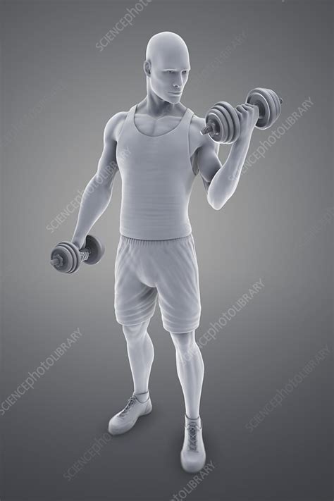 Exercise Workout Artwork Stock Image C0205343 Science Photo Library