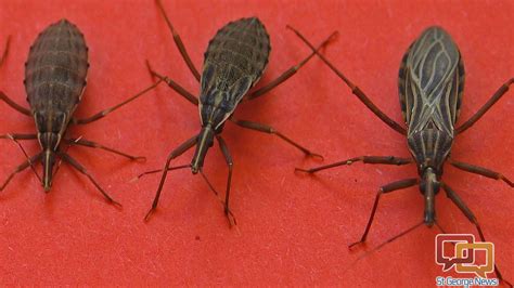 Deadly ‘kissing Bug Makes Its Way To More Than Half The Us Including