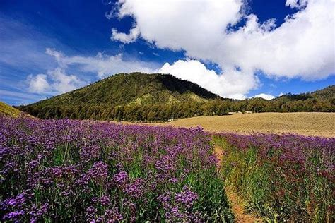 Seperti bunga lavender yang sedang bermekaran, dan menutup permukaan dengan luasan hampir 20 ha. Oro Oro Ombo - Picture of Ranu Kumbolo Lake, Lumajang ...