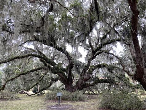 The Things This Majestic Tree Has Seen Plantation Oak Oldest Live Oak