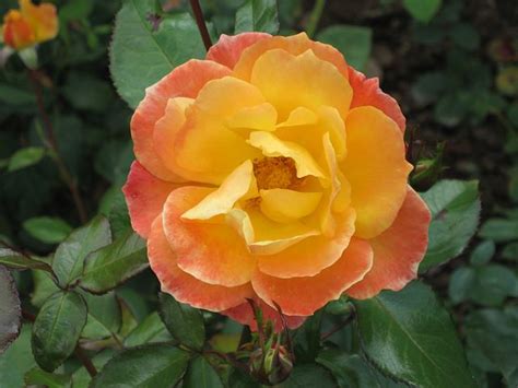 Orange Blossom Images · Pixabay · Download Free Pictures