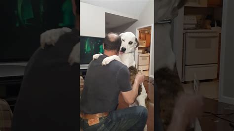 Dog Kisses Youtube