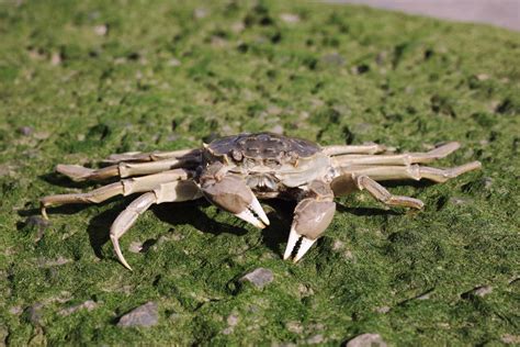 Furry Clawed Invasive Chinese Mitten Crabs Are Spreading Across The Uk The Insight Post