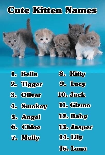 If Youre Looking For Cute Kitten Names Heres A List Of