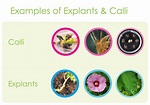 All About Plant Explants and Calli – A Quick Overview | GoldBio