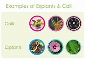 All About Plant Explants and Calli – A Quick Overview | GoldBio
