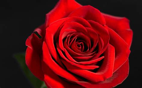 Free Download Red Rose Wallpapers Hd Wallpapers [1920x1200] For Your Desktop Mobile And Tablet
