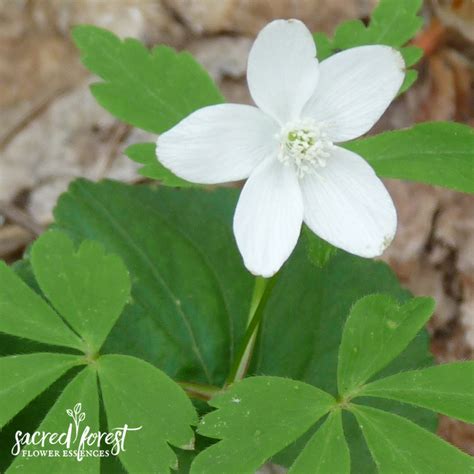 Wood Anemone Flower Essence — Grandparents Of The Forest