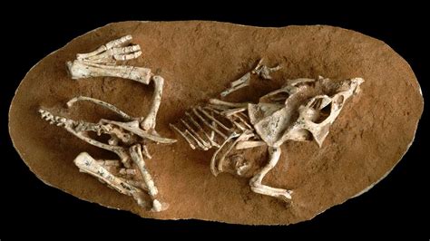 Dinosaur Babies Took A Long Time To Break Out Of Their Shells Science