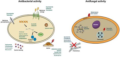 Frontiers Drug Repurposing For The Treatment Of Bacterial And Fungal Infections