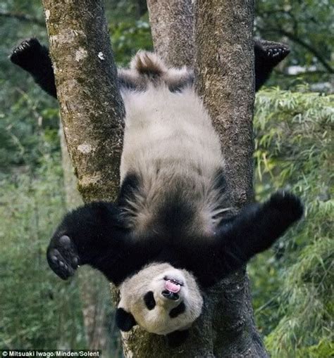 Derp Cute Animals Panda Bear Funny Animals