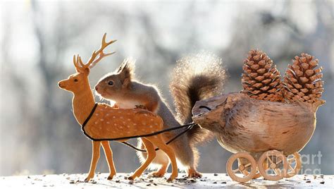 Red Squirrel Holding A Deer With A Sleigh Photograph By Geert Weggen Fine Art America