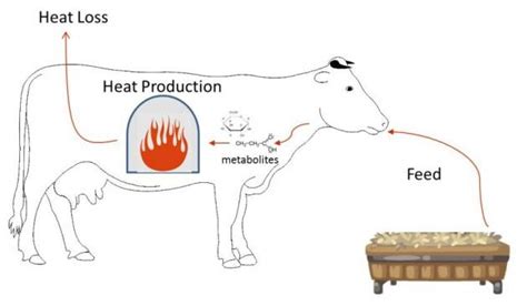 Heat Stress Management For Dairy Cattle Panhandle Agriculture