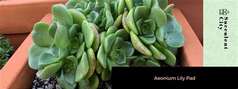 Aeonium Lily Pad Succulent City