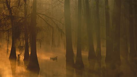 Nature Trees Forest Leaves Water Lake Mist Morning Birds Duck