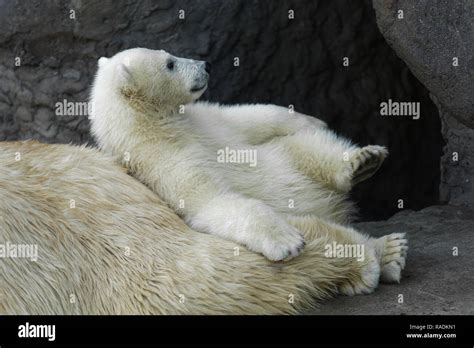 Animals Playful Polar Bear Cub Having A Rest At His Mom Back Stock