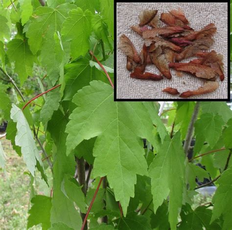 Florida Maple Acer Floridanum Organic Heirloom Shade Tree Native